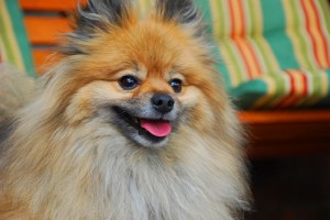 2550432556_1bef9d0baf