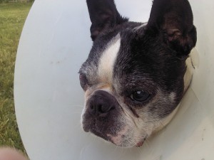 7283274512_93970314a7 (1)