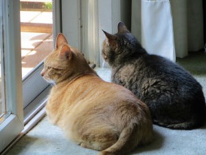 9785594034_6bea251d0f_z (1)