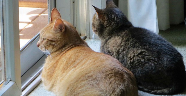 9785594034_6bea251d0f_z (1)