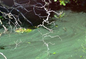 13965660285_f8d0b9db4c_z