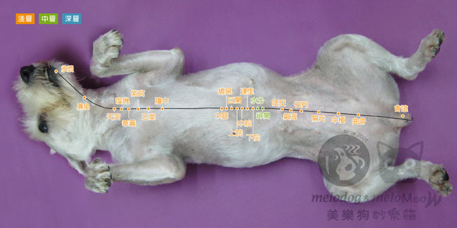 <一陽指與馬殺雞＞毛孩犬貓經絡穴位圖集應用：幫助毛孩增進腸胃功能的穴位