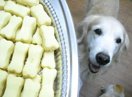 美乐狗的Many Dogs Bakery毛孩烘培开张啦