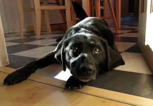 2719009531_c5ff35ea0b_z