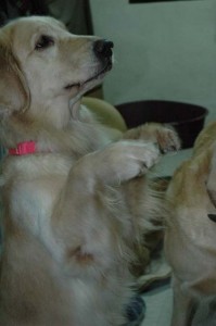 自然派零食之元宵猜猜樂2