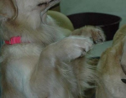 自然派零食之元宵猜猜樂2