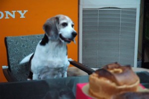 1380943700-1255787113