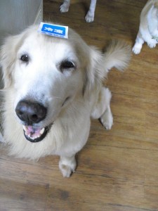 1380943753-3686528644