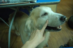 1380943760-4217208948