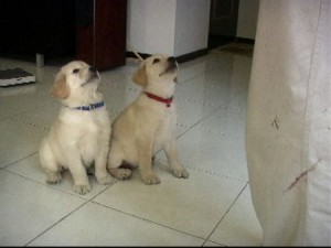 1380943780-2671611683