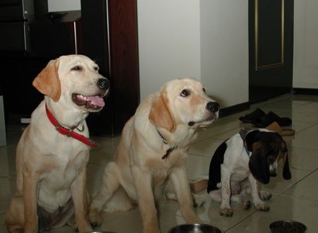 1380943782-1685746976