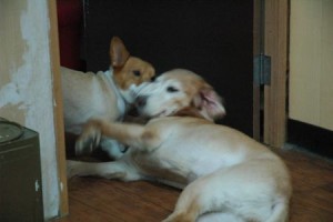 1380943812-2983090459