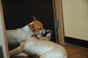 1380943812-4055110702