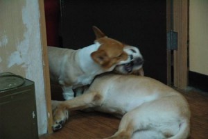 1380943813-2891328141