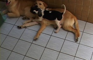 1380943893-3677365744