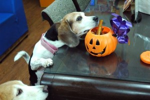 1380943945-3008215632