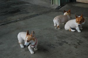 1380944018-1568928929