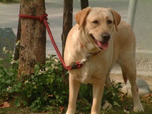 1380944035-533358263