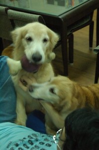 1380944050-1401690099