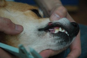 1380944068-2556938729