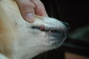 1380944068-493138469