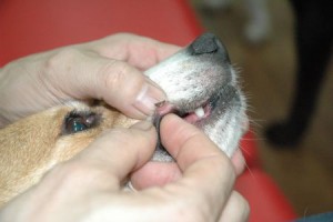 1380944071-1599116767