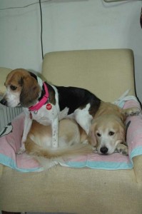 1380944086-3445097697