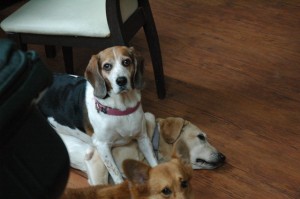 1380944087-2634834614