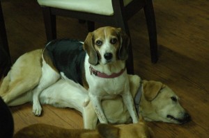 1380944088-2114364323