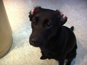 1380944091-1370208710