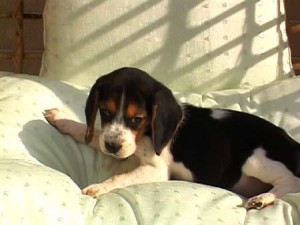 1380944170-3354346915