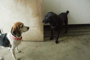 1380944173-2984738175