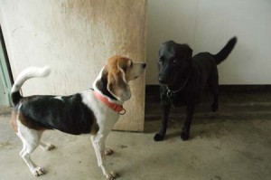 1380944175-4162329402