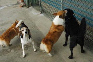 1380944179-2755272253