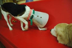 1380944203-4120724539