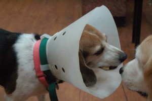 1380944206-225443122