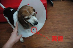 1380944209-3197491814