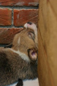 1380944225-3563013465