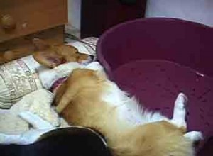 1380944227-3554051143