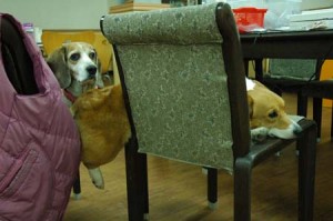 1380944229-2456229030