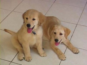 1380944245-1298520033