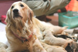 1380944250-1443583536