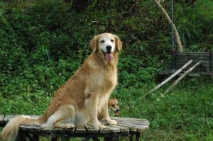 1380944250-2565998097