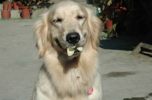 1380944319-1920049288