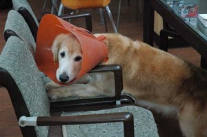 1380944320-1928499115