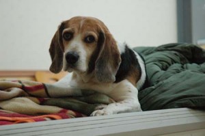 1380944321-1592767273