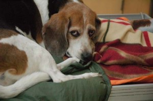 1380944323-2944959875