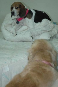 1380944327-778181456