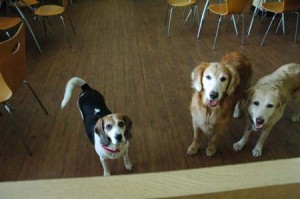 1380944431-3378428398