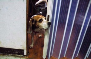 1380944433-2814831071